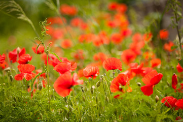 Field of bright red corn poppy flowers in summer