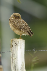 Burrowing Owl (Athene cunicularia), Sucandi, Suzano, Sao Paulo, Brazil 
