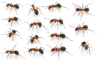 Forest ants isolated.