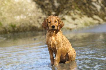 Day at beach for Golden Retriever puppy aged 10 weeks, Gabriola Island, British Columbia, Canada