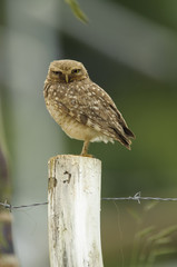 Burrowing Owl (Athene cunicularia), Sucandi, Suzano, Sao Paulo, Brazil