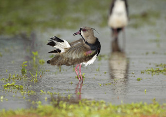 Southern Lapwing (Vanellus chilensis), Araras Ecolodge,  Mato Grosso, Brazil