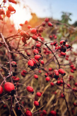 Rosehip bush on a nice autumn background at sunset