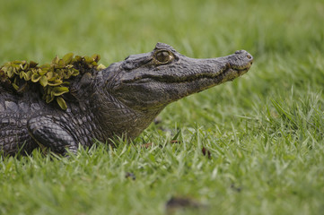 Yacare Caiman (Caiman yacare), Araras Ecolodge,  Mato Grosso, Brazil