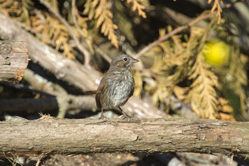 Fox Sparrow (Passerella iliaca), Gabriola Island, British Columbia, Canada