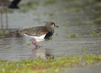 Southern Lapwing (Vanellus chilensis), The Pantanal, Mato Grosso, Brazil 