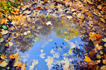 Forest. After a rain. A reflection is in a puddle