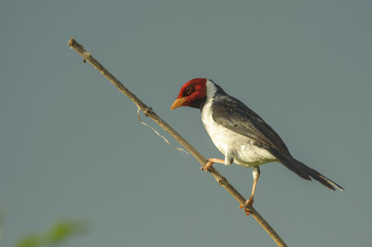 Yellow-billed Cardinal (Paroaria capitata), Araras Ecolodge,  Mato Grosso, Brazil