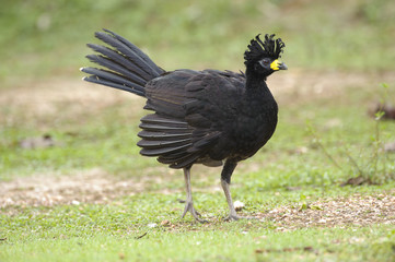 Fototapeta premium Bare-faced Curassow (Crax fasciolata), Araras Ecolodge, Mato Grosso, Brazil