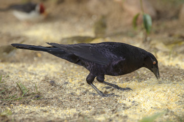 Carib Grackle (Quiscalus lugubris), Araras Ecolodge,  Mato Grosso, Brazil