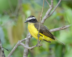 Lesser Kiskadee (Philohydor lictor), Araras Ecolodge,  Mato Grosso, Brazil