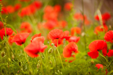 Obraz premium Field of bright red corn poppy flowers in summer