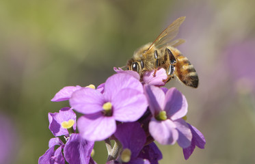 Honey Bee (Apis mellifera), on purple flower, Gabriola Island , British Columbia, Canada