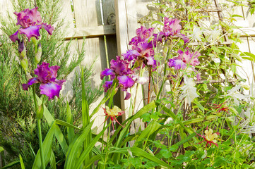 bush blooming iris garden