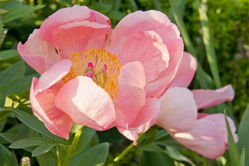 flower pink peony varieties Coral Charm closeup