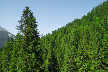 Fototapeta na wymiar Pine trees in the mountains