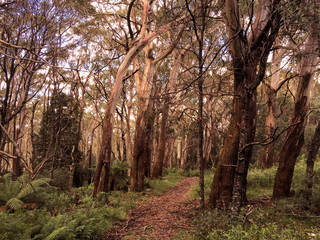 Nature trail at Mt Donna Buang, Warburton, Australia