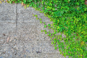 コンクリート壁と緑の葉っぱ