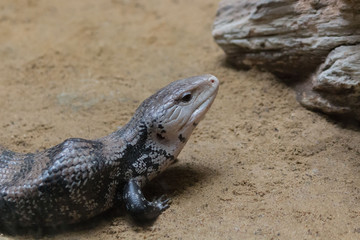 Varan.