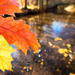 detail of leaf in the autumn