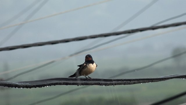 Swallow bird on wire on rainy day 
