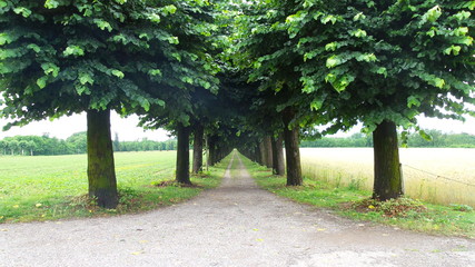 Viale di campagna