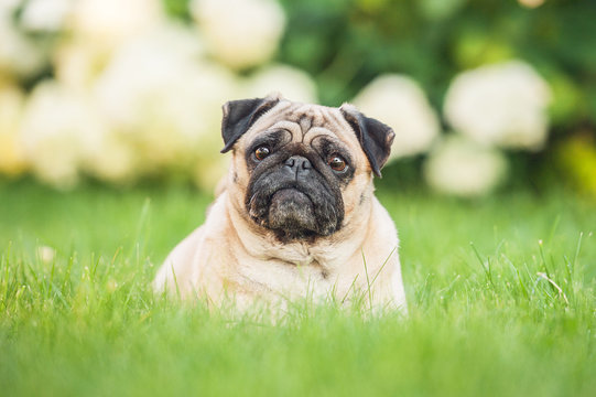Pug lying on the lawn in the garden