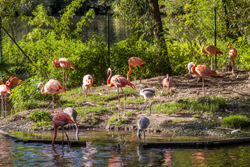 Group of pink flamingos stands and eats in the zoo. 