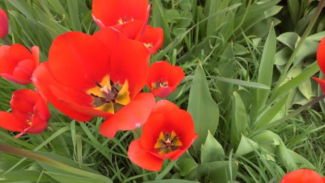 insect pov fly to single flower. crane 