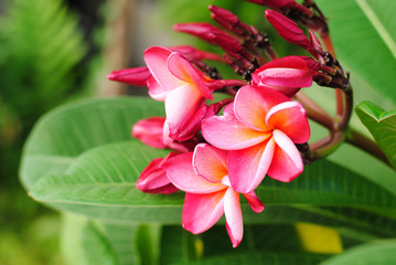 flowers nature background blossom spa
