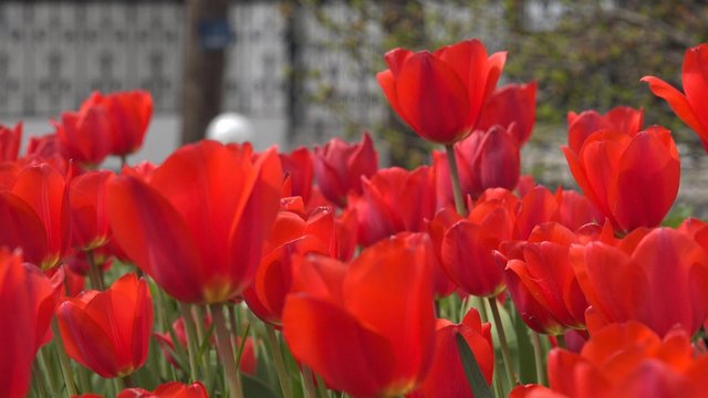 Tulips Blowing in the Wind.