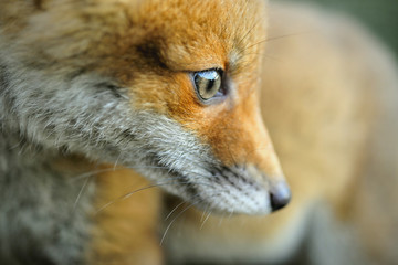 Portrait of a red fox (Vulpes vulpes)
