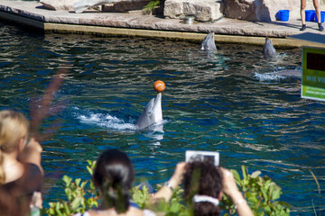 Common bottle-nose dolphin jumps out of the water. Splashes making rainbow.