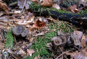Champignons