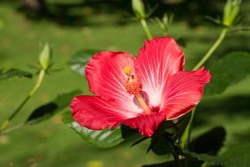 Sending a Color Signal