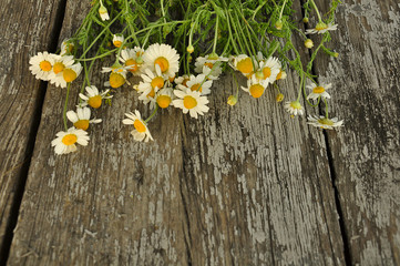 Bouquet of field daisies on texture of old cracked wood