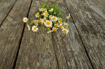 Bouquet of field daisies on texture of old cracked wood