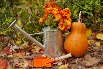orange pumpkins and chrysanthemums in the garden in the fall © nic_ol
