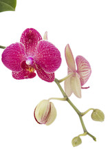 phalaenopsis orchid