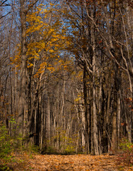 Fototapeta premium a walk in the woods