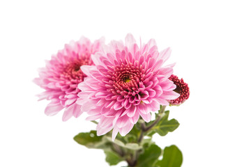 Chrysanthemum Flower
