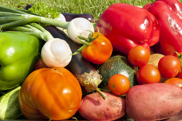 harvest of vegetables
