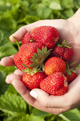 harvest ripe strawberries in the garden