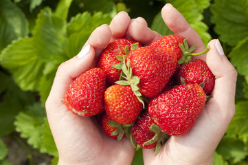 harvest ripe strawberries in the garden