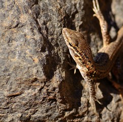 Small lizard on a rock