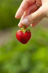 ripe strawberries in hand closeup