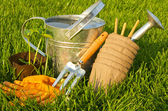 steel watering can, gardening gloves, rakes and cucumber seedlin