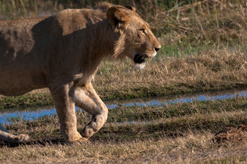 Lioness in Botswana