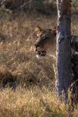 Lioness, Botswana