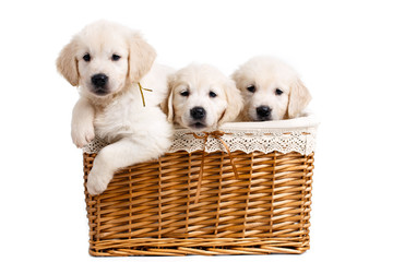 Three white Labrador puppy in a wicker basket